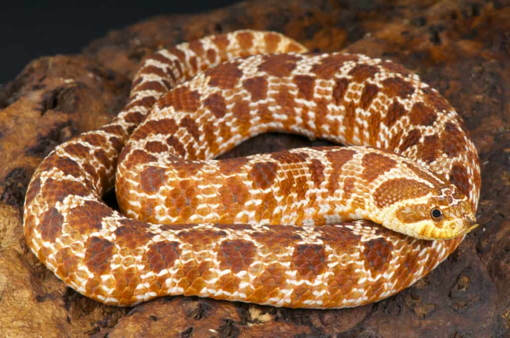 western hognose snake