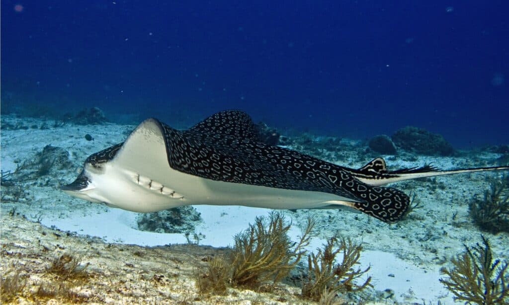 Spotted eagle ray