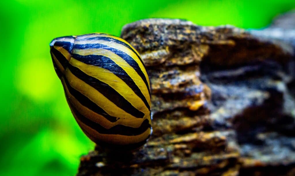 spotted nerite snail (Neritina natalensis)