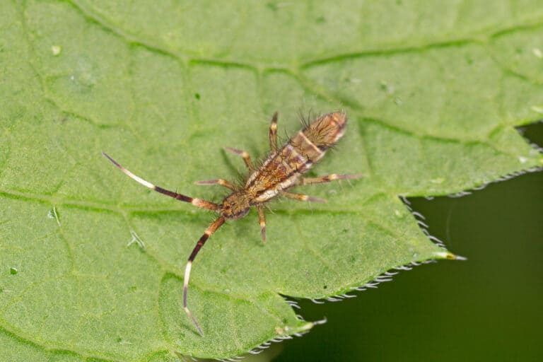 springtail