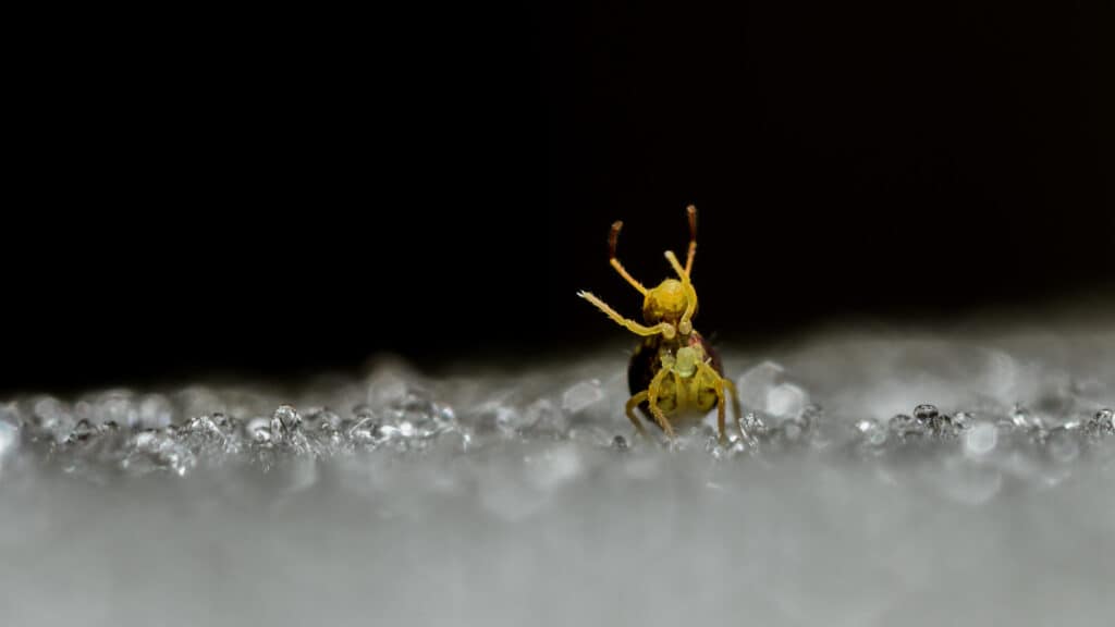 springtail in pre-jump posture