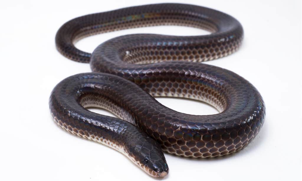 A sunbeam snake on a white background