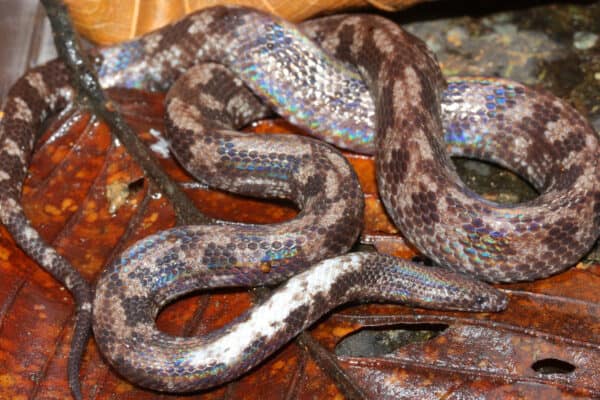 In certain light, sunbeam snakes' scales have an iridescent rainbow glow. 