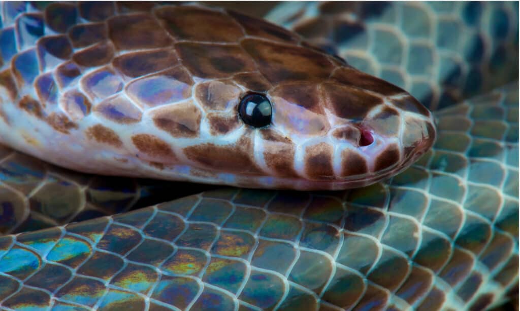 A head shot of a sunbeam snake