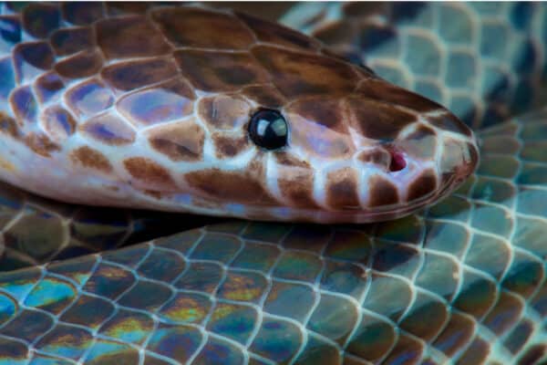 The eyes of a sunbeam snake are small relative to the size of their wedge-shaped heads.