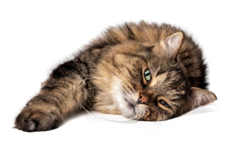 A 14-year-old tabby relaxing on a white background