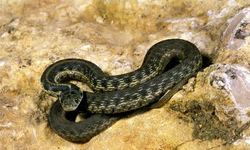 A checkered garter snake lying on a rock