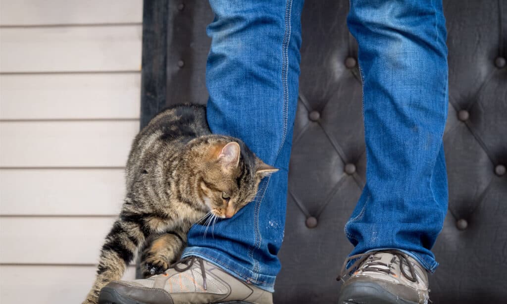 A cat rubbing against a blue jean-clad leg