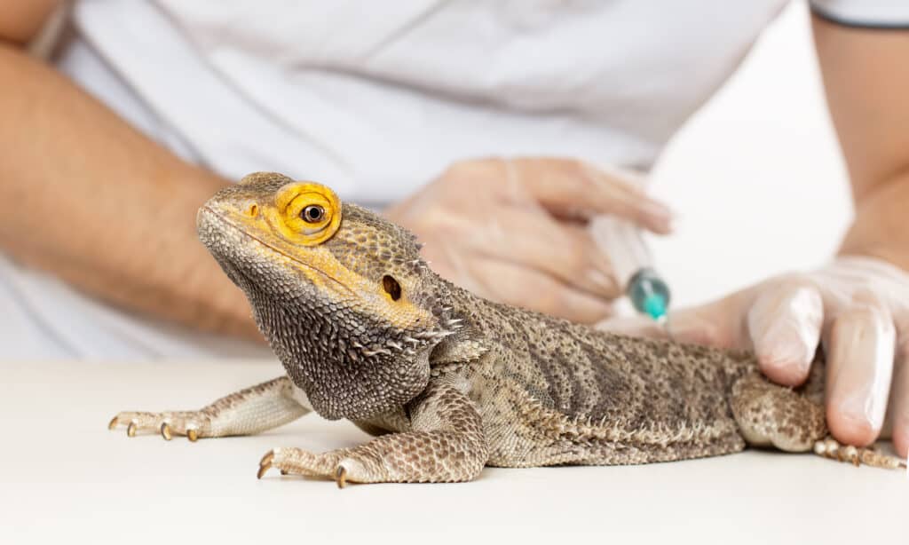 Bearded dragon being examined by a veterinarian