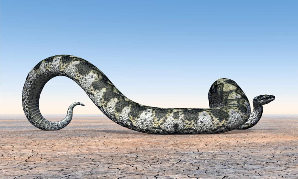 titanoboa