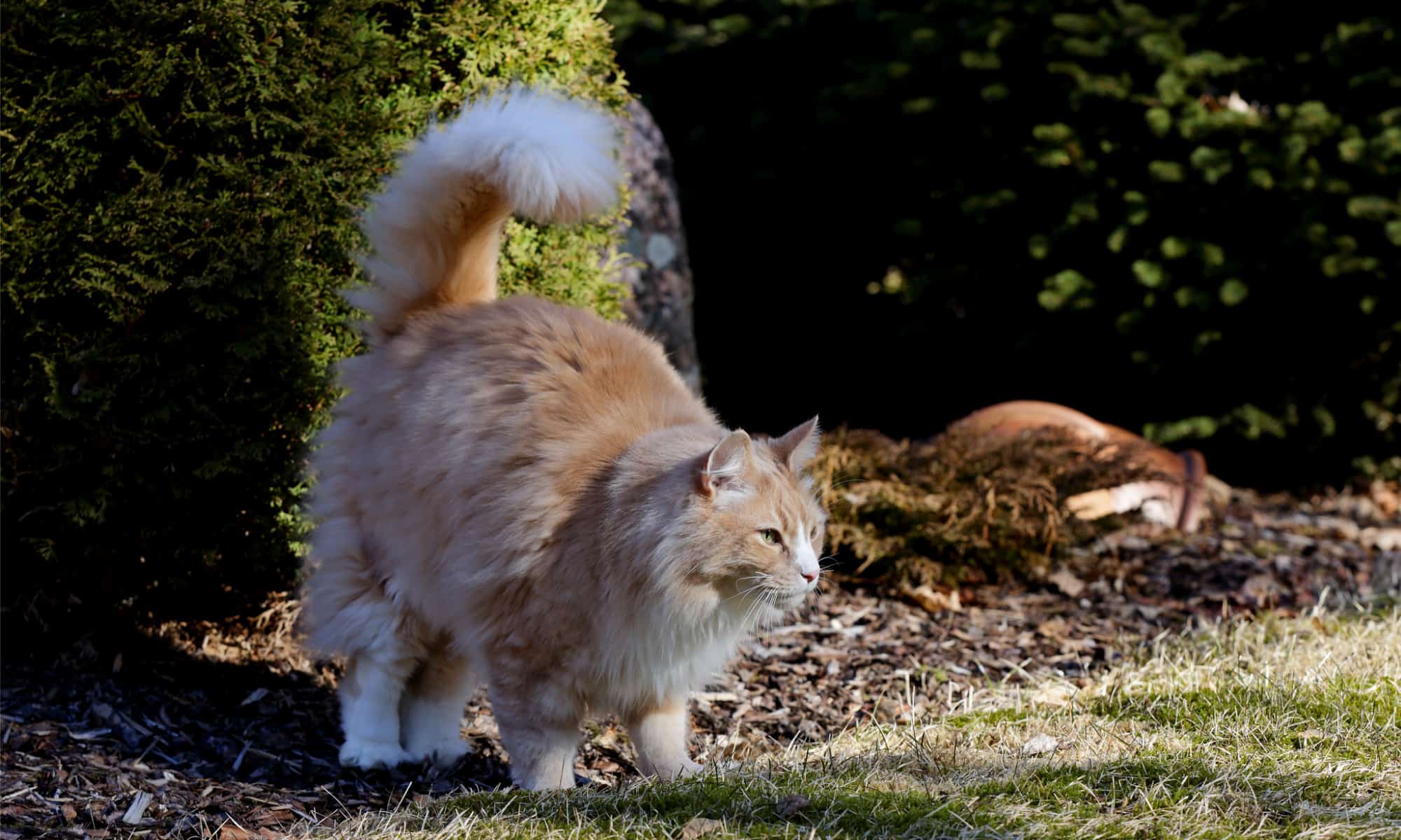 Norwegian forest cat marking territory by spraying.