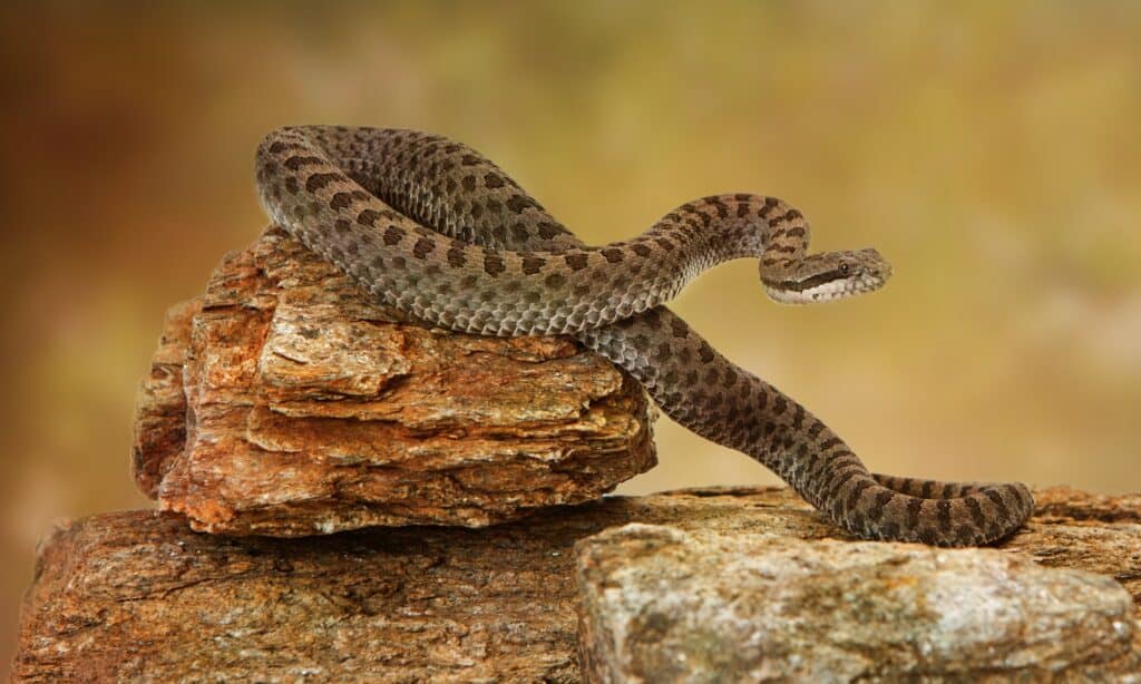 Twin spotted rattlesnake