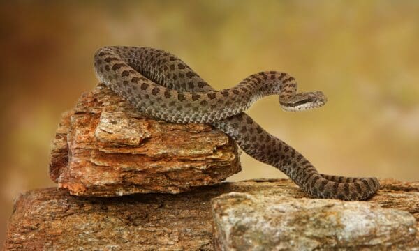 a-complete-list-of-venomous-snakes-in-the-united-states-30-species