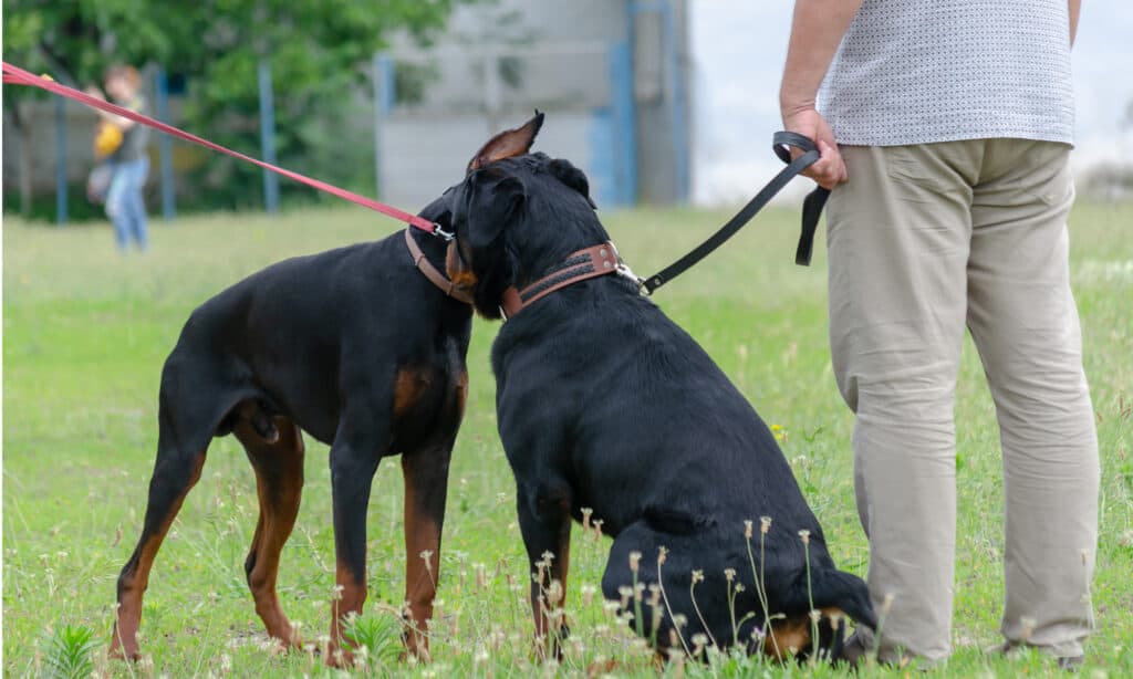 Two large dogs sniff each other's ears