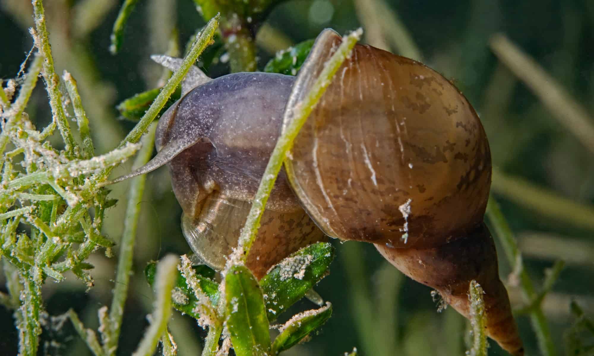 Pond Snail vs Bladder Snail: What are the Differences? - AZ Animals