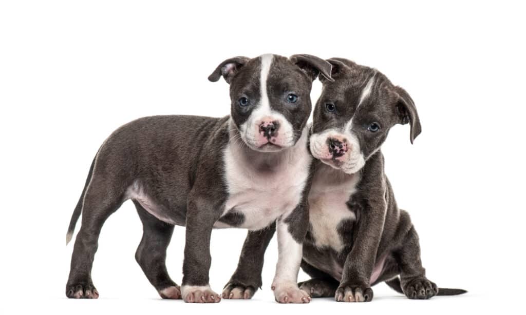 Two American Pit Bull puppies on a white background