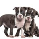 Pit bulls are prone to allergies, skin diseases, and other issues, so they cost more than the average amount to insure. 