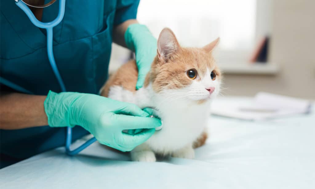 A veterinarian examining an orange and white cat