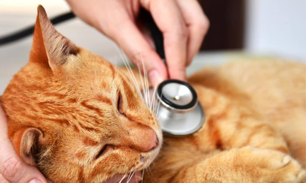 Veterinarian examining an orange cat