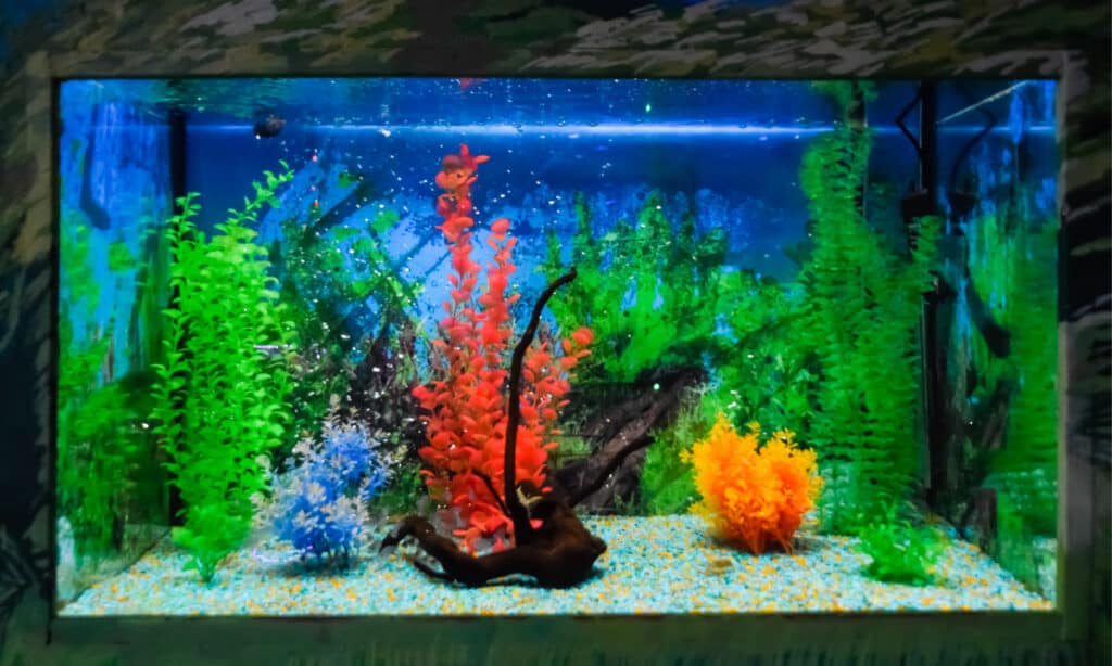 A beautifully decorated wall-mounted aquarium