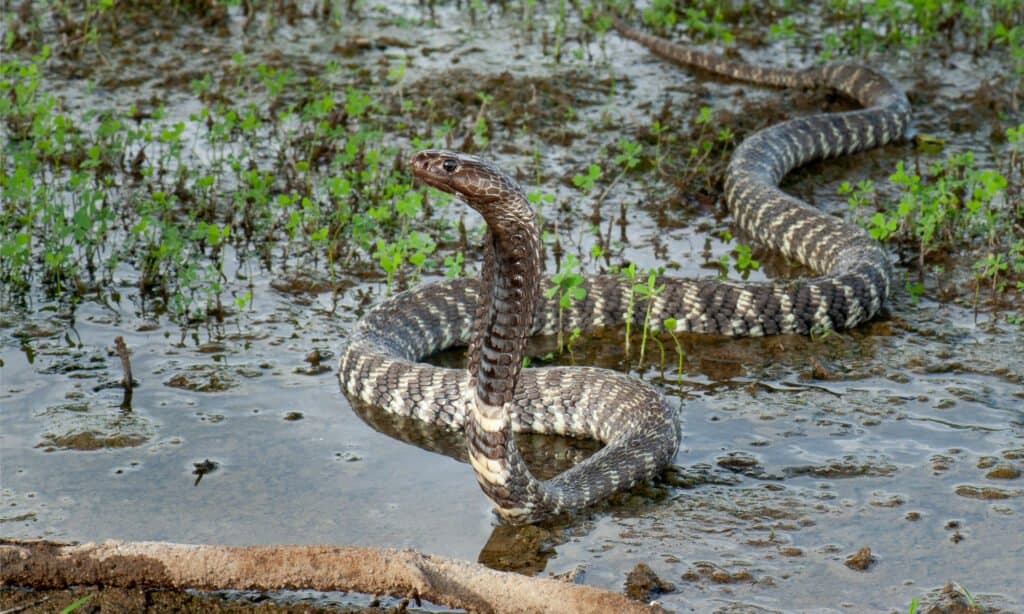 A zebra spitting cobra in water with its head raised