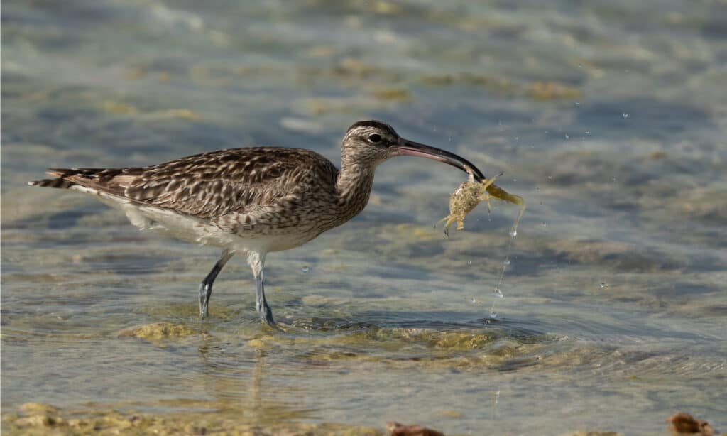 whimbrel eating crab