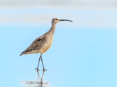 Whimbrel Picture