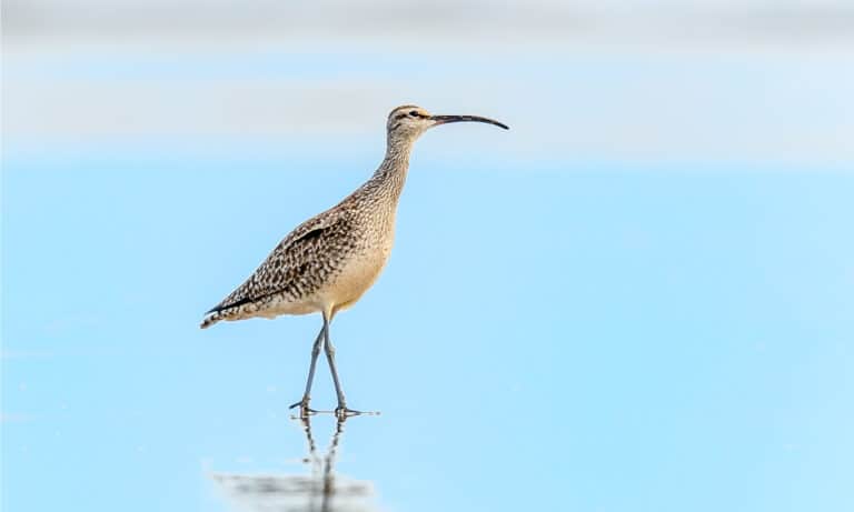 Whimbrel on the beach