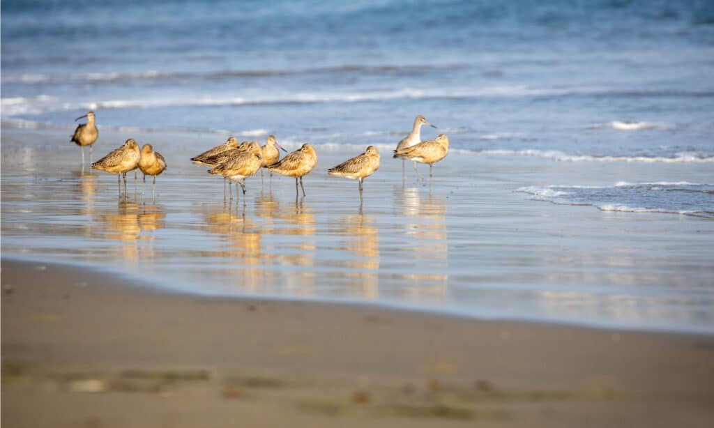 Whimbrels on the beach