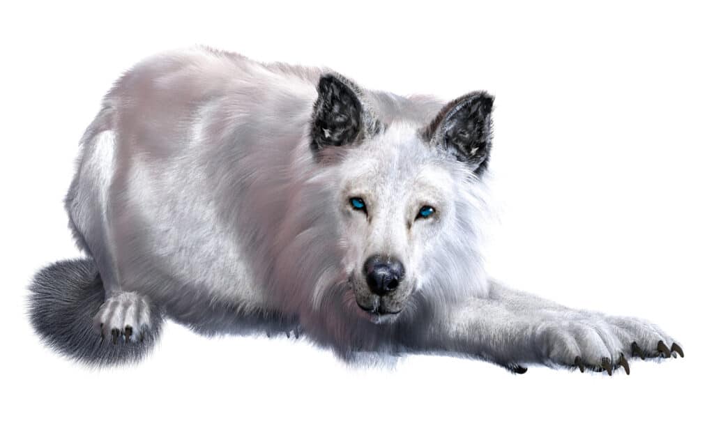 white dire wolf isolated on white background