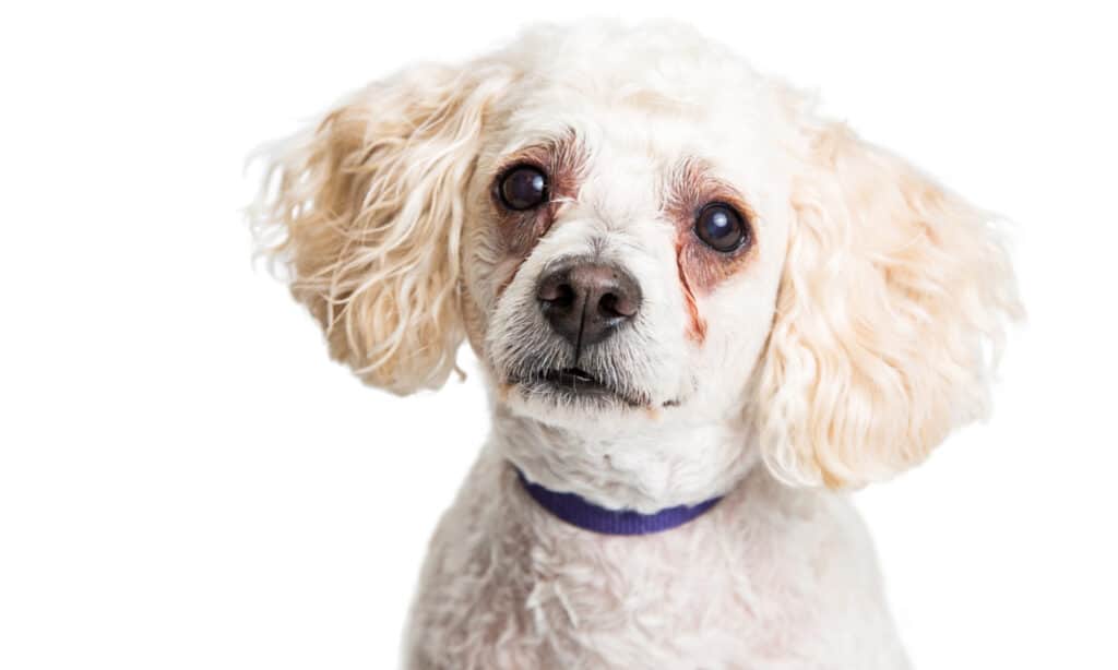 Chú chó xù lông trắng có vệt nước mắt dưới mắt