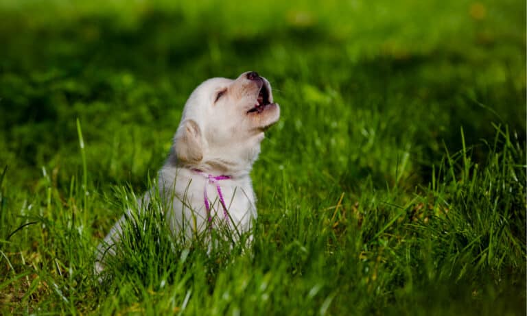 why do dogs howl at sirens