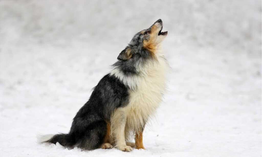 do dogs like howling with humans