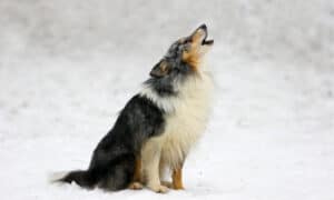 Shetland Sheepdog vs Australian Shepherd: What Are The Differences? Picture