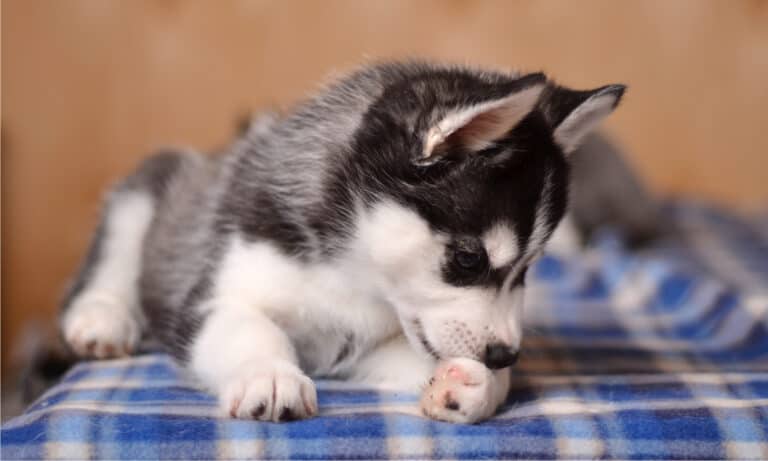 why do dogs lick their paws