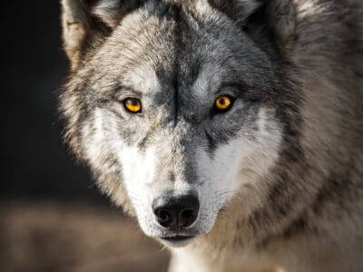 A The Reintroduction of Wolves to Yellowstone: Has it Been a Success?