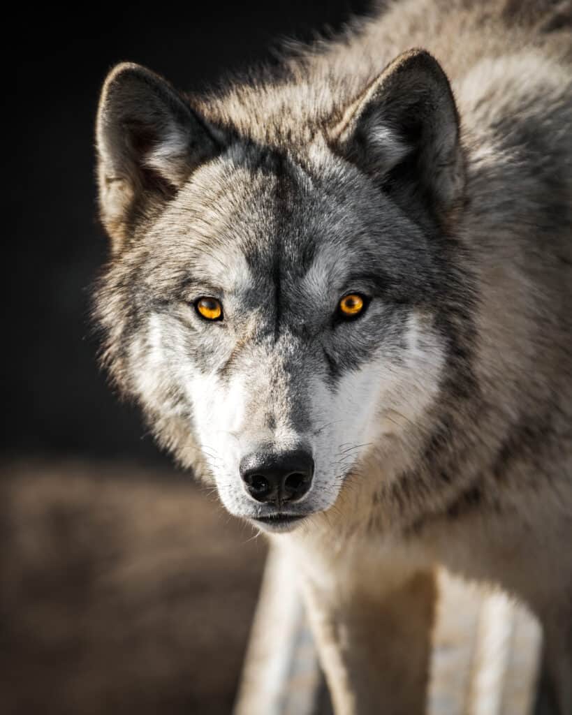 wolf staring