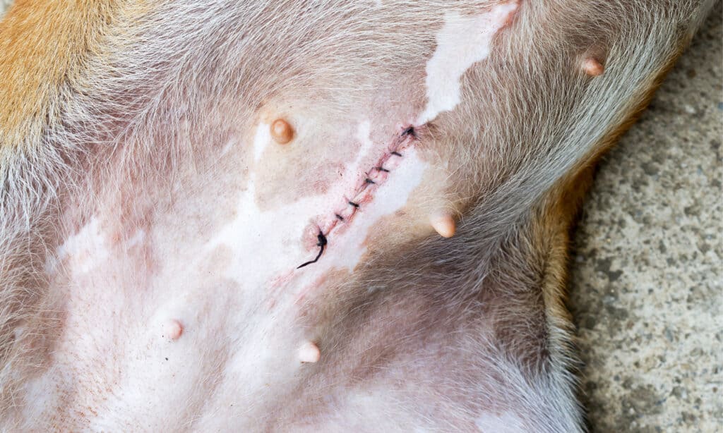 Incision with stitches after spaying a female dog