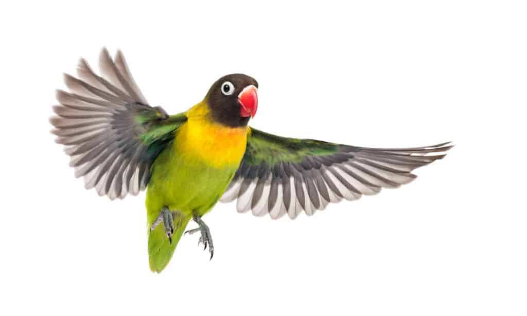 A black-masked lovebird flying against a white background