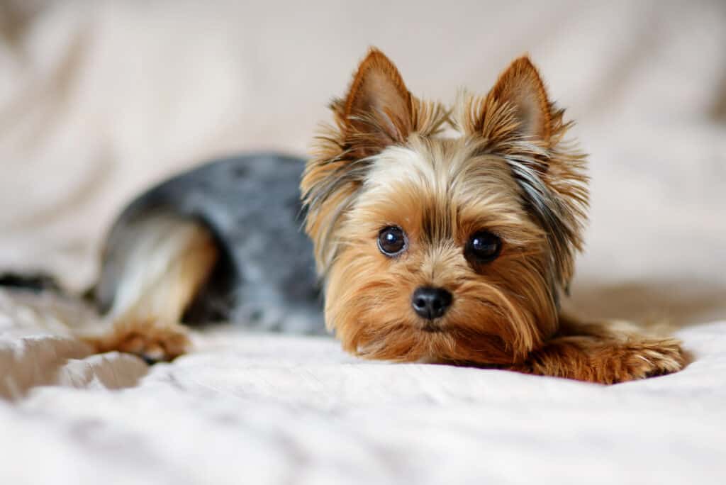 Yorkshire terrier dog