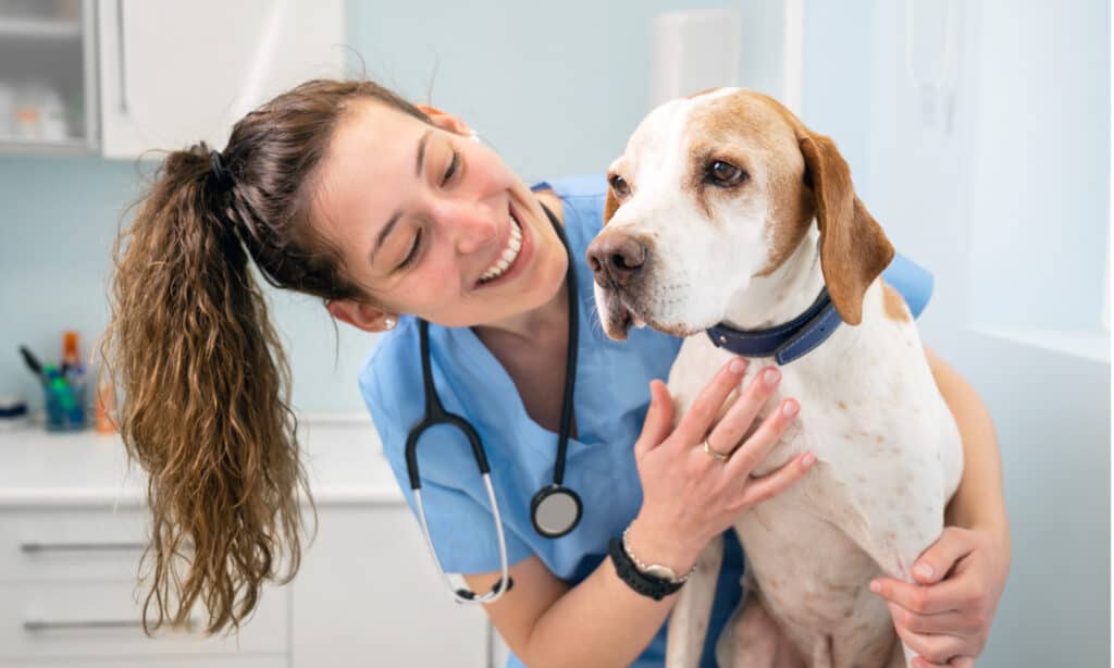 A young female veterinary nurse smiling at a dog she's caring for