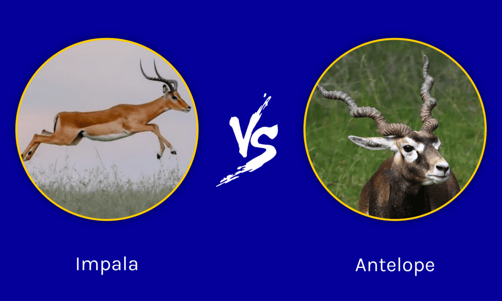 Impala vs Antelope