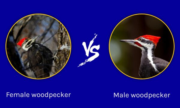 Male vs Female Pileated Woodpecker: What Are Their Differences - AZ Animals