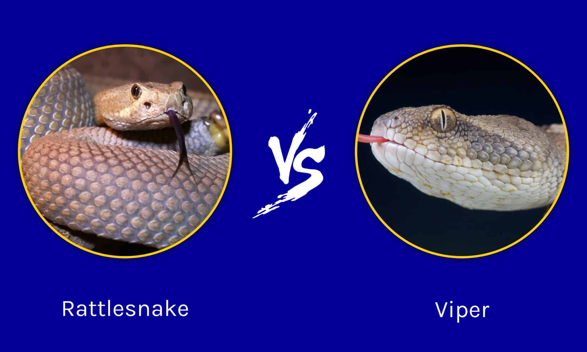 Which Is More Venomous: Rattlesnakes Vs Vipers? - A-Z Animals