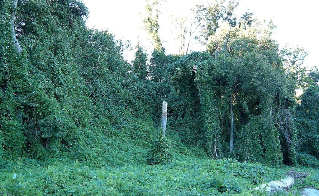 Kudzu (Pueraria montana var. lobata)