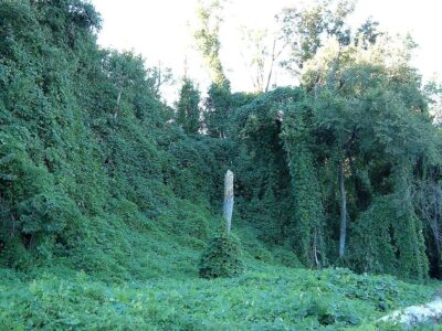 A Why Is There So Much Kudzu In The South?