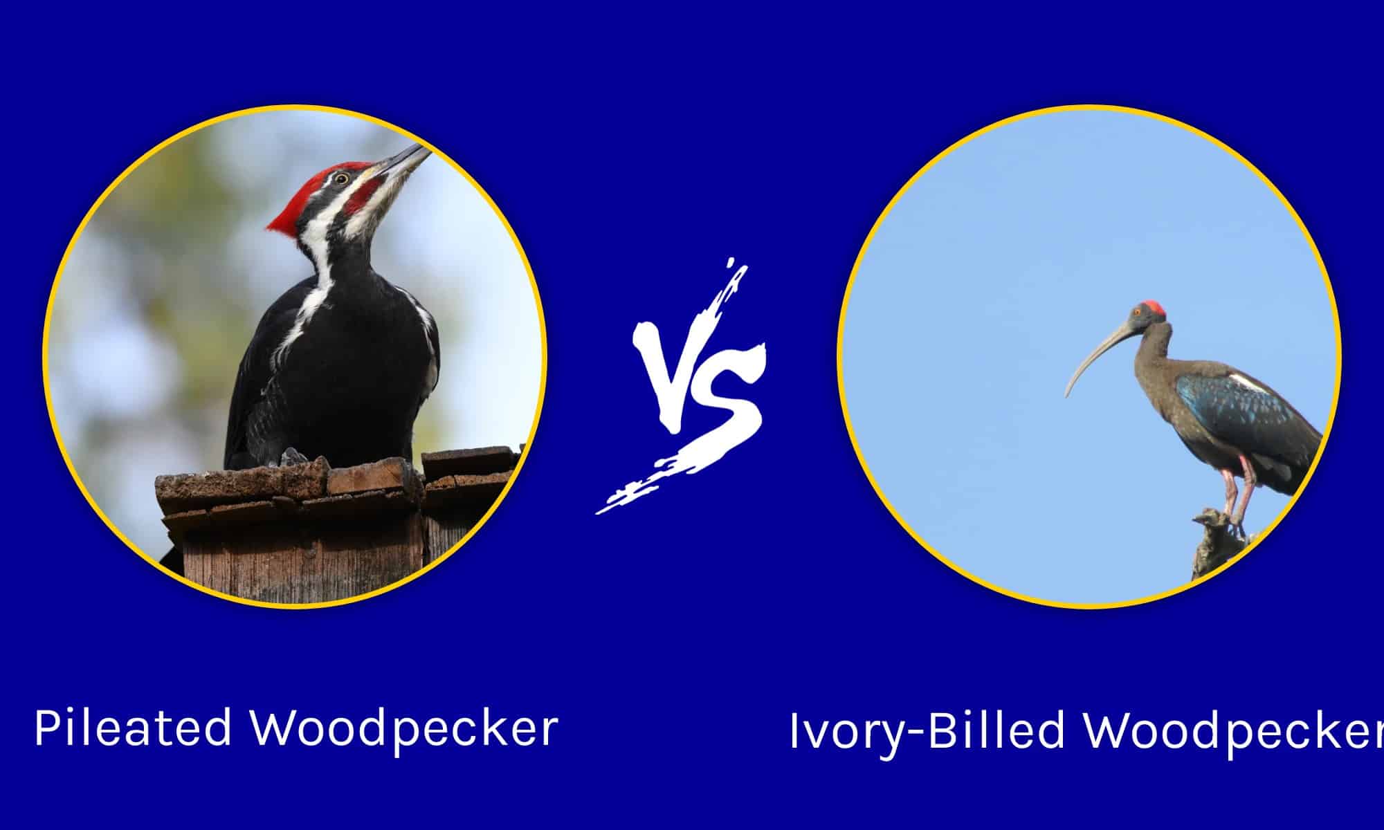 ivory-billed-woodpecker-vs-pileated-woodpecker-what-are-the