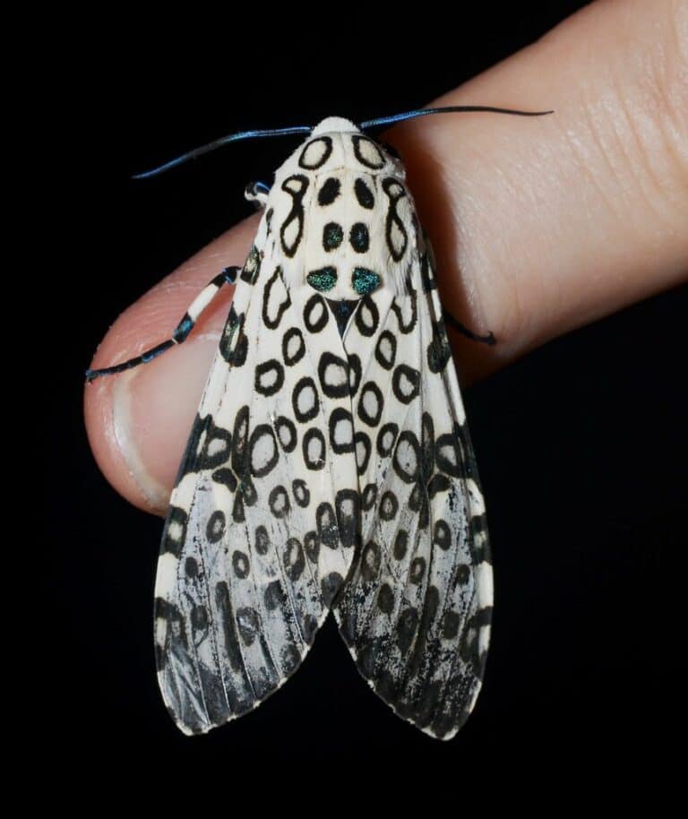 A giant leopard moth resting on a human finger highlights its size