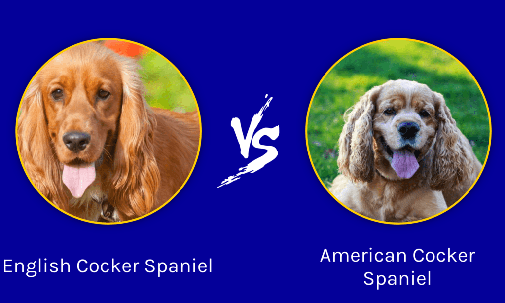american cocker spaniel vs english cocker spaniel