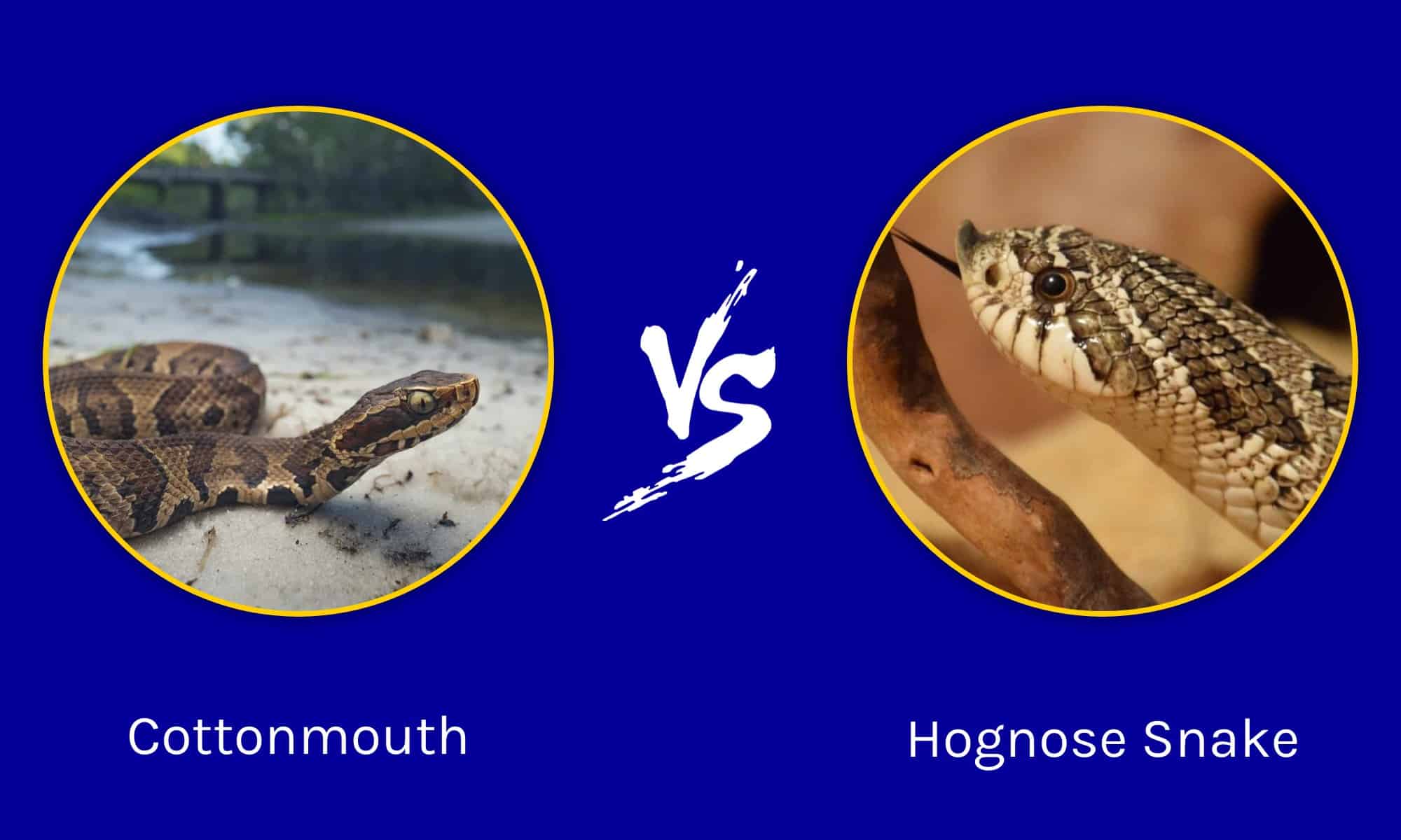 Cottonmouth vs Hognose Snake: What’s the Difference? - IMP WORLD